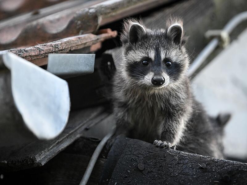 Waschb&auml;r