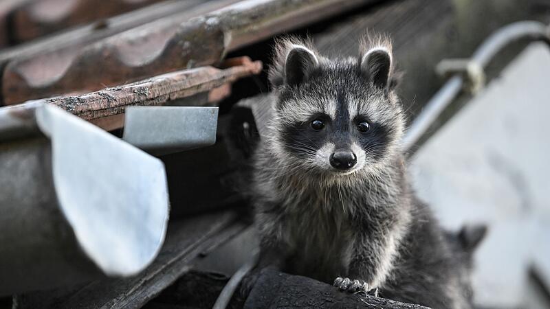 Waschbär