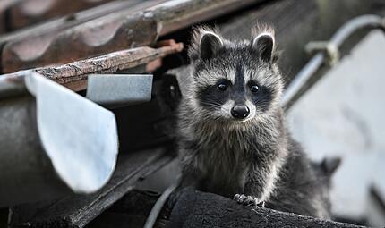 Waschb&auml;r
