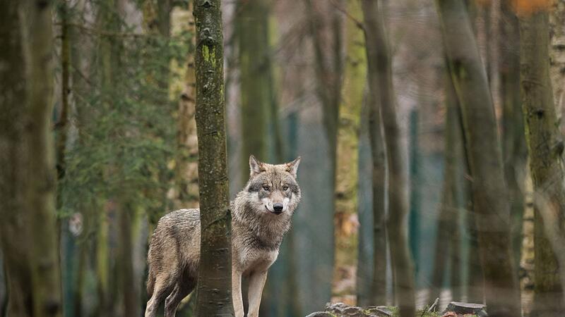Wölfe bereiten den bayerischen Älplern Sorgen. Wölfe bereiten den bayerischen Älplern Sorgen.