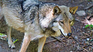 Dieser Wolf auf dem Foto stammt aus dem Wildpark Hundshaupten: Doch in freier Wildbahn sind im Landkreis Forchheim im Januar drei Sichtungen mit den scheuen Beutegreifern registriert worden.