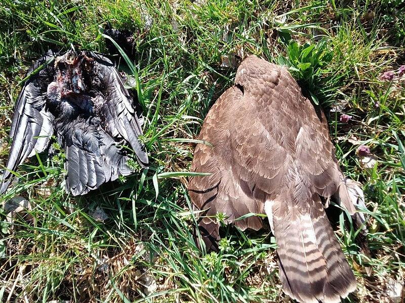 Erneut sterben Tiere an vergifteten K&ouml;dern