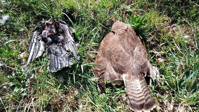 Erneut sterben Tiere an vergifteten K&ouml;dern