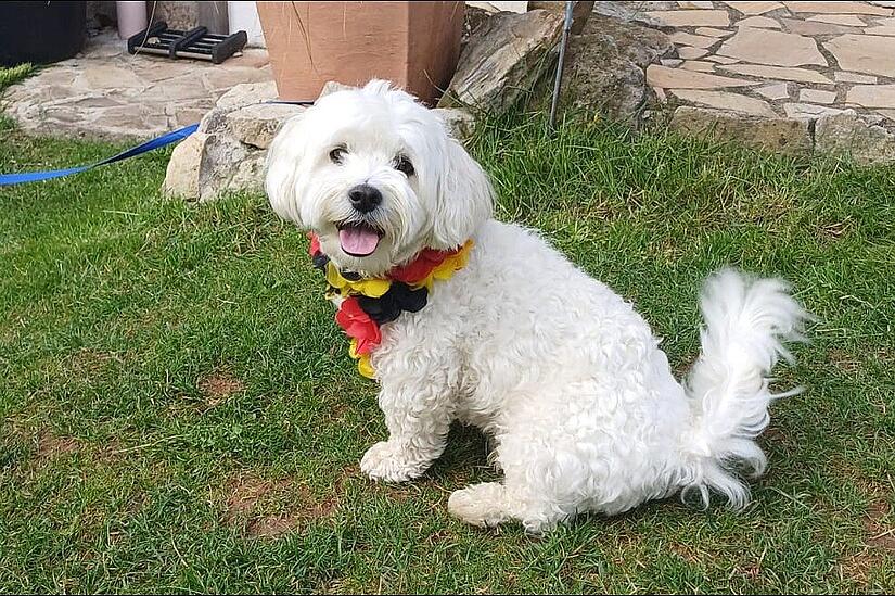 Hund Timmy in Bad Brückenau verschollen