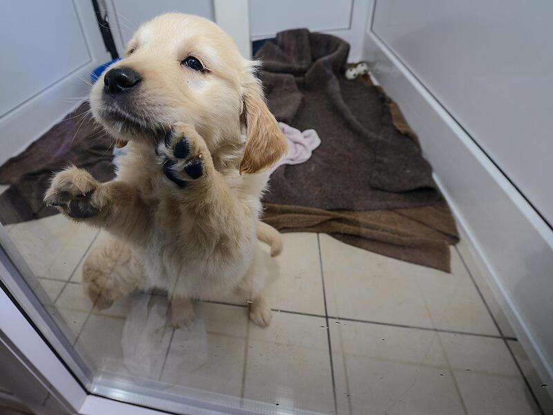 Gerettet aus einem Tiertransport: ein Golden Retriever-Welpe in einem Nürnberger Tierheim. Gerettet aus einem Tiertransport: ein Golden Retriever-Welpe in einem Nürnberger Tierheim.