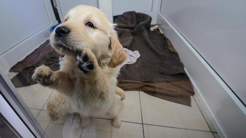 Gerettet aus einem Tiertransport: ein Golden Retriever-Welpe in einem Nürnberger Tierheim. Gerettet aus einem Tiertransport: ein Golden Retriever-Welpe in einem Nürnberger Tierheim.