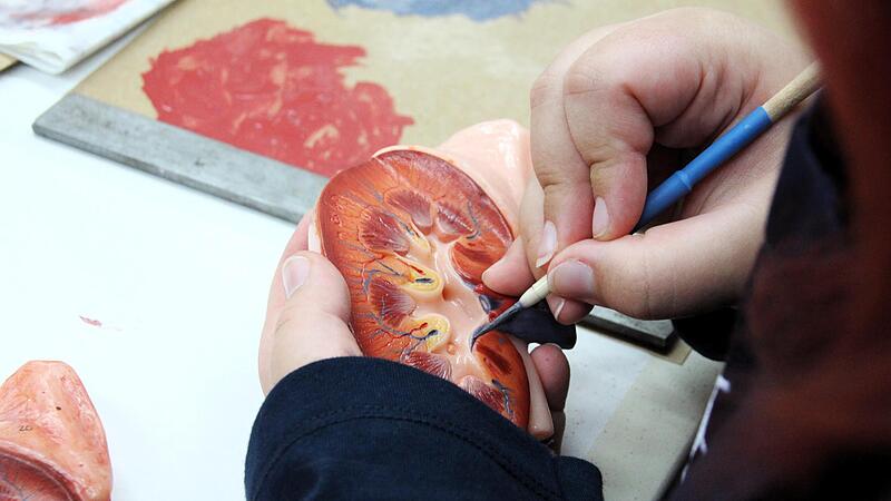 Die Firma Somso aus Coburg stellt die Anatomiemodelle her, die jeder aus dem Schulunterricht kennt.
