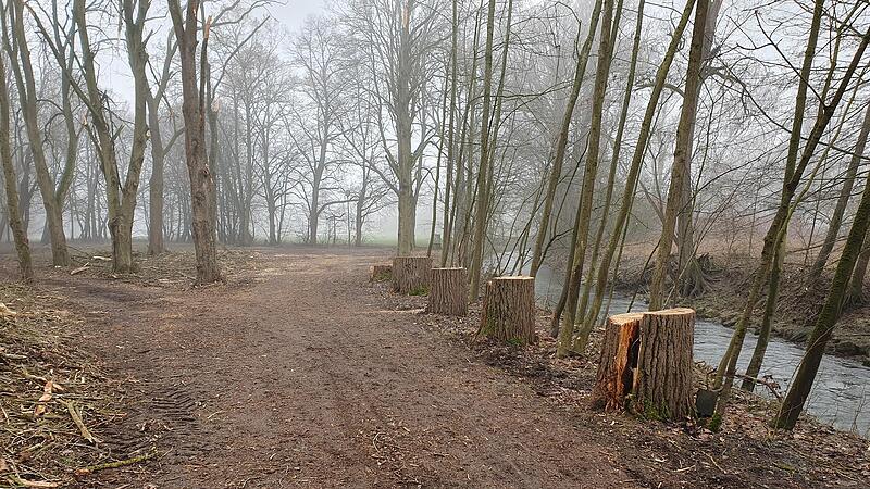 Nur noch St&uuml;mpfe sind von der Pappelallee entlang des Wei&szlig;en Mains &uuml;brig.