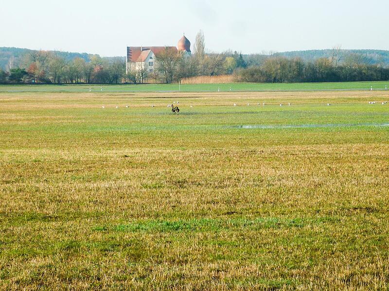 Der „Ziegenanger“ bei Neuhaus Das geplante Wellnesshotel bei Neuhaus sorgt für Kritik: Das Areal liegt in der Nähe des Naturschutzgebiets „Ziegenanger“.