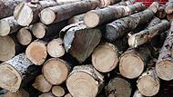 Die Holzvermarktung ist für die Waldbesitzervereinigung Hollfeld schwieriger geworden. Die Holzvermarktung ist für die Waldbesitzervereinigung Hollfeld schwieriger geworden.