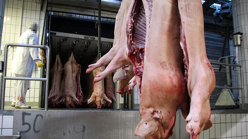 Tote Schweine im Bamberger Schlachthof