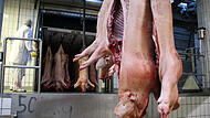 Tote Schweine im Bamberger Schlachthof
