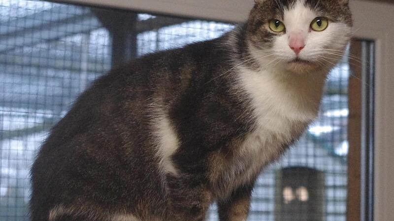 Kater &bdquo;Woody&ldquo; sucht ein neues Zuhause.