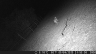 Wolf im Tennenloher Forst Das erste Bild der Wölfin im Tennenloher Forst wurde am 9. September von einer Nachtsichtkamera im Ziegengehege gemacht.