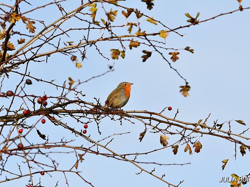 Leserbilder 2025Leserfotos Dezember 2025