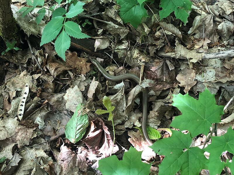 Tierisch gut: Naturaufnahmen aus dem Kreis KronachTierisch gute Bilder: Das lebt im Kreis Kronach