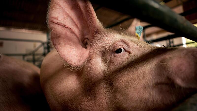 Wenn Schweine im Schlachthof bet&auml;ubt werden, mussten sie daf&uuml;r bisher in eine CO2-Grube. Doch  mittlerweile ist das Gas knapp.