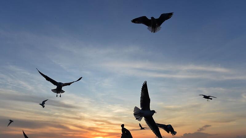 M&ouml;wen in Thailand