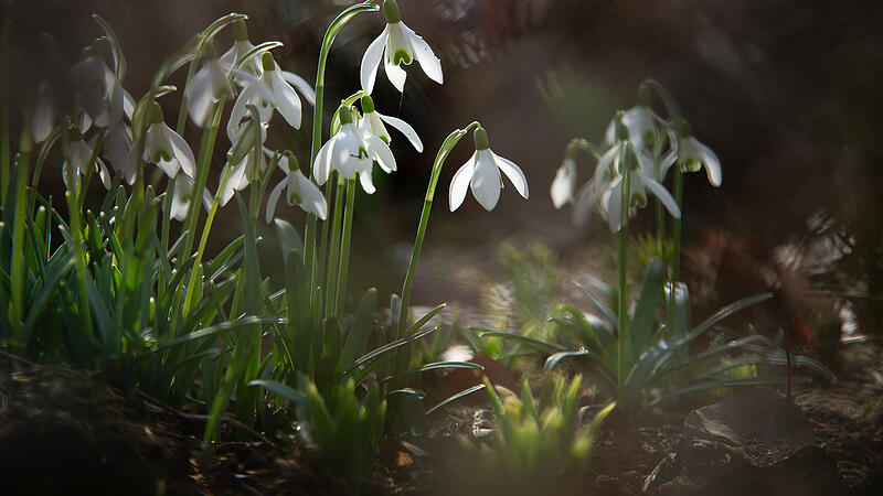 Der Frühling zeigt seine ersten Boten: Schneeglöckchen in KunreuthLeserfotos: Bilder der Woche KW 08
