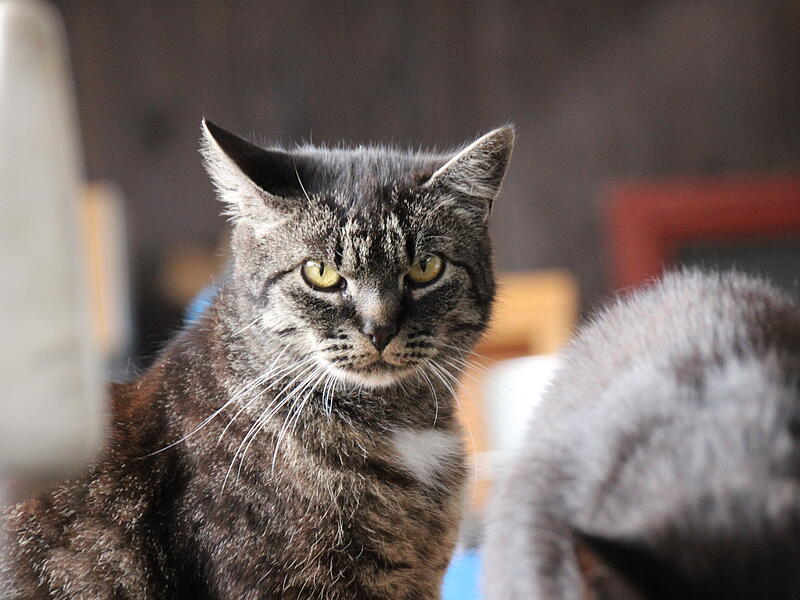 Katzen bei der F&uuml;tterung