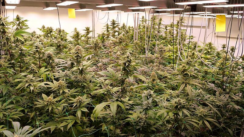 Cannabis-Anbau Cannabis-Anbau