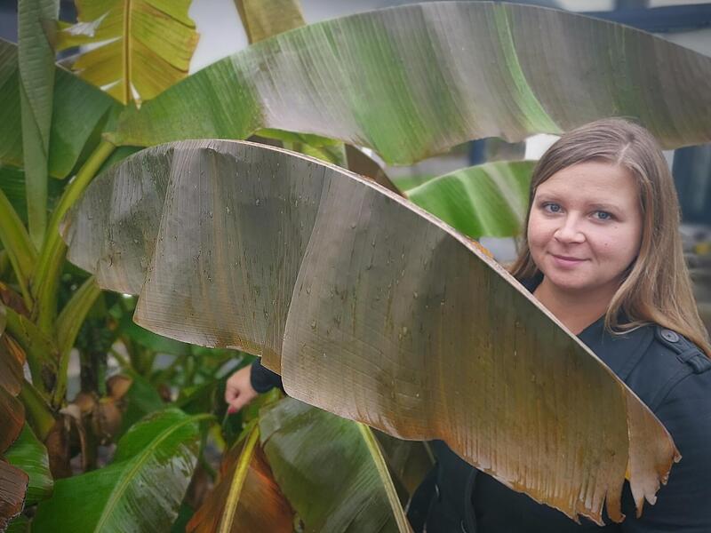 Versteckt unter den gro&szlig;en Bl&auml;ttern ihrer Bananenstaude hat Jennifer Lindenberger die Fr&uuml;chte entdeckt.Forchheim & Fr&auml;nkische Schweiz
