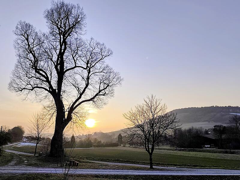 Blick auf die "alte Linde" im Seeshofer Tal bei Hammelburg im Sonnenuntergang