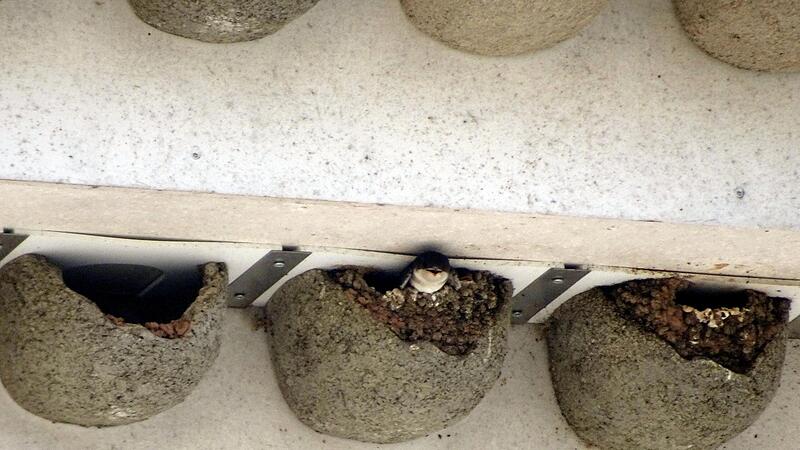 Viele der k&uuml;nstlichen Nisthilfen am ehemaligen Gasthof Post sind inzwischen in Beschlag genommen. Hungrig recken Jungschwalben ihre Schn&auml;bel nach au&szlig;en, in der Hoffnung auf Futter.