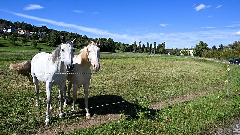 Diese Pferde k&ouml;nnen ihre Koppel noch ein wenig behalten. Aber die Pl&auml;ne f&uuml;r ein Wohnbaugebiet hier im Nordosten von Buckenhofen gehen voran.Forchheim & Fr&auml;nkische Schweiz