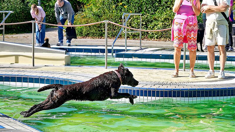 Hundebadetag im Stadionbad Bamberg 2026