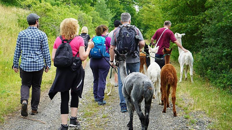 Mit den Alpakas auf einer rund vier Kilometer langen Runde durch Wald und Flur von Ginolfs.