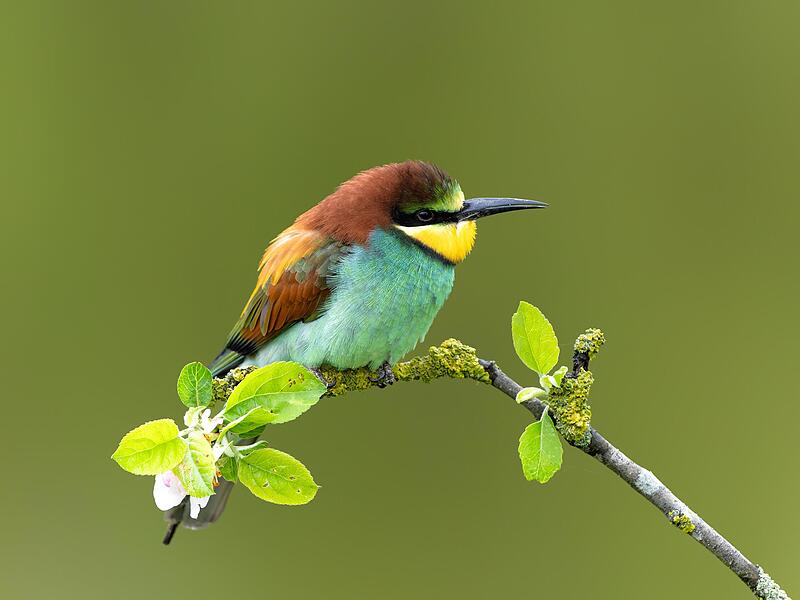 Der Bienenfresser galt als ausgestorben. Nun nimmt die Vogelart in Unterfranken wieder zu. Der Bienenfresser galt als ausgestorben. Nun nimmt die Vogelart in Unterfranken wieder zu.