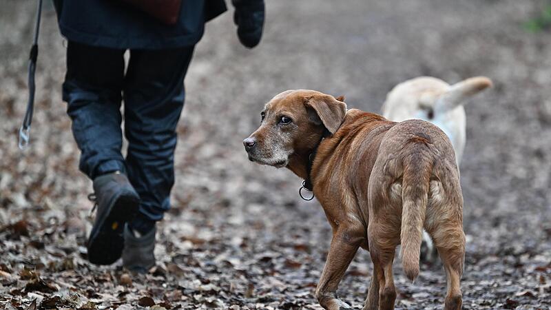 Seit diesem Jahr gelten neue Hundesteuers&auml;tze in der Gemeinde He&szlig;dorf.