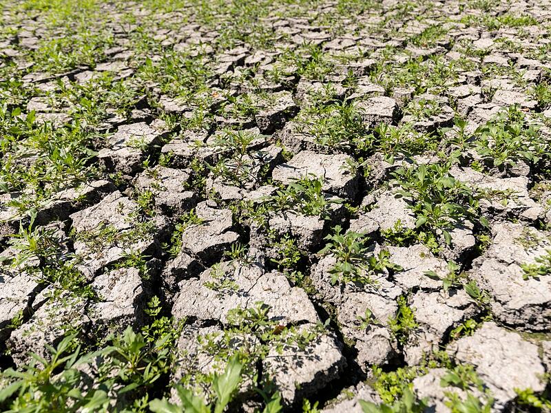 Trockenheit stellt Karpfenteichwirte vor Probleme