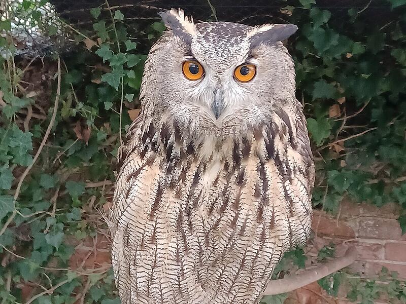 Greifvogelstation des LBV in Coburg sucht dringend freiwillige Helfer