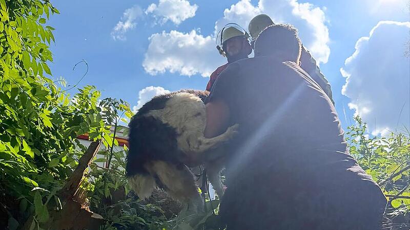 Hund aus Bach bei Litzendorf gerettet Hund aus Bach bei Litzendorf gerettet