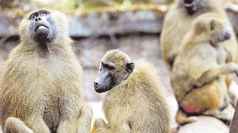 Dann waren es nur noch 31. Die Gruppe der Guinea-Paviane im N&uuml;rnberger Tiergarten ist seit vergangener Woche kleiner.