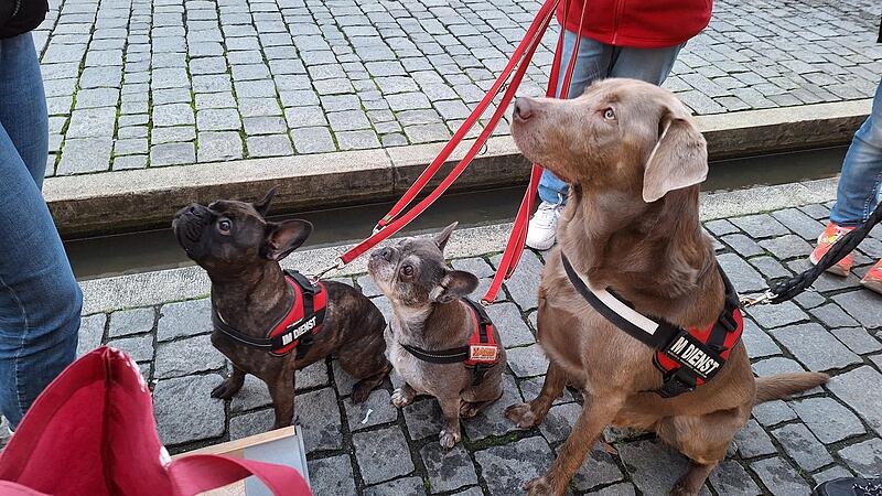 Sind Rentner Von Der Hundesteuer Befreit Hundesteuer in Altenkunstadt: ab 2025 höher