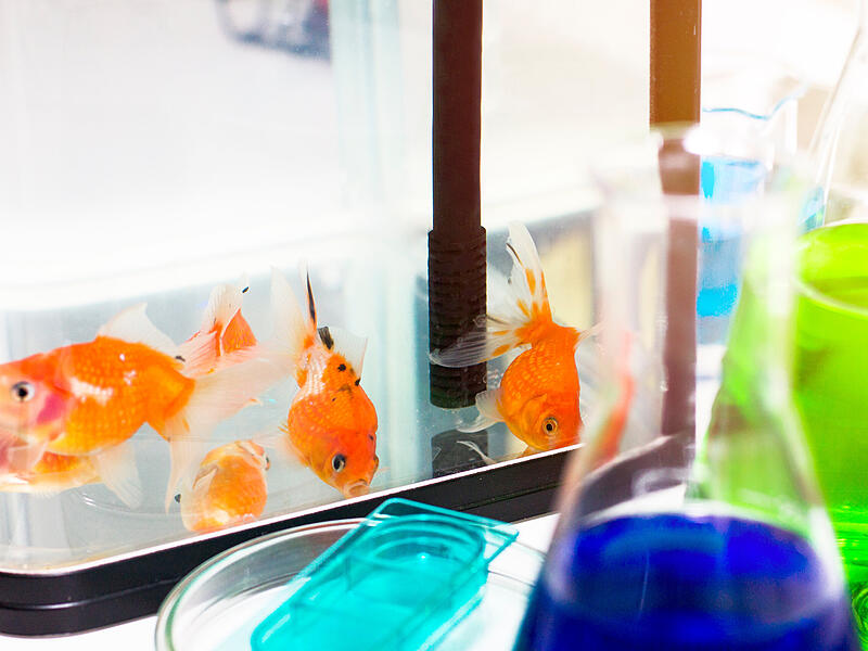 Goldfische Forschung Goldfische Uni BT