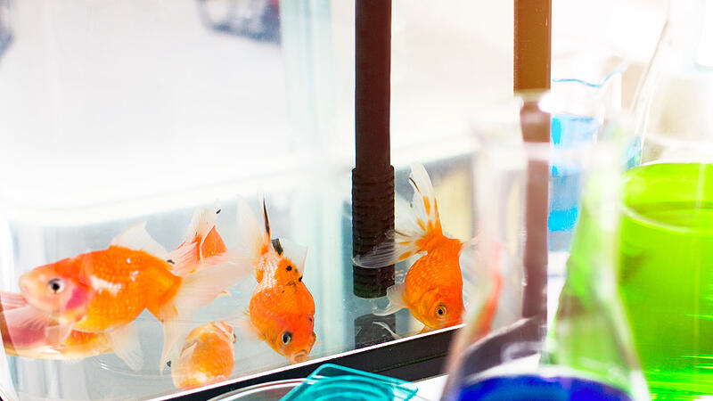 Goldfische Uni BT