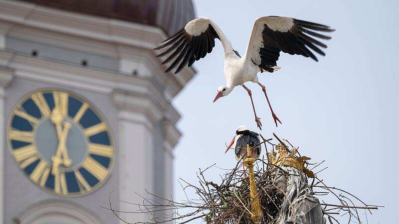 Störche wollen auf Freisinger Mariensäule nisten Störche wollen auf Freisinger Mariensäule nisten