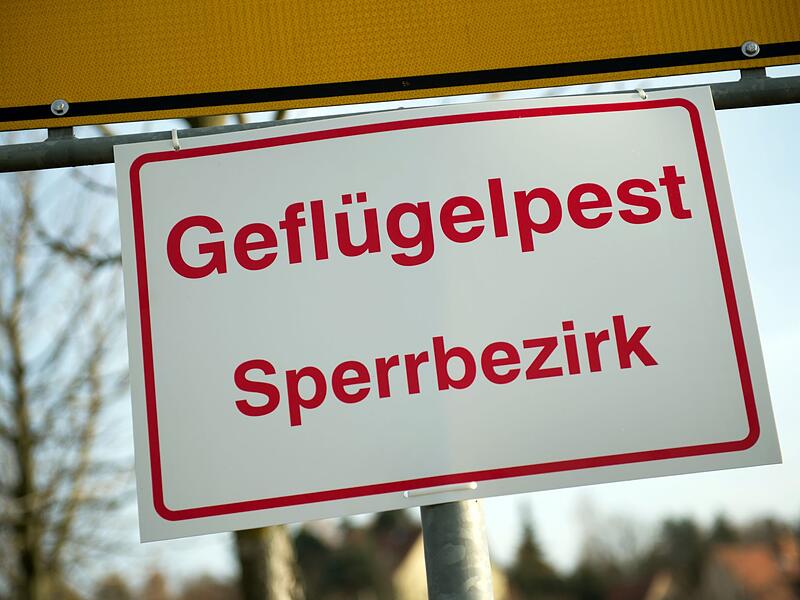 Geflügelpest