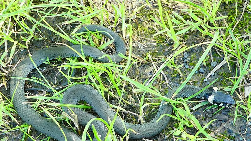 Eine Ringelnatter ist f&uuml;r den Menschen harmlos, aber immer hungrig.