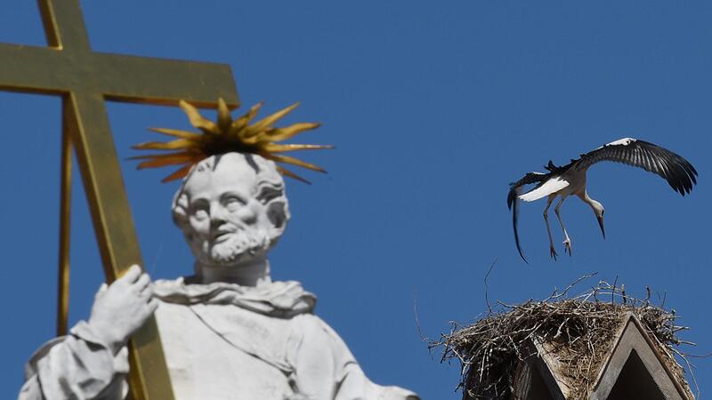 Langsam wird der Bamberger Jungstorch fl&uuml;gge.