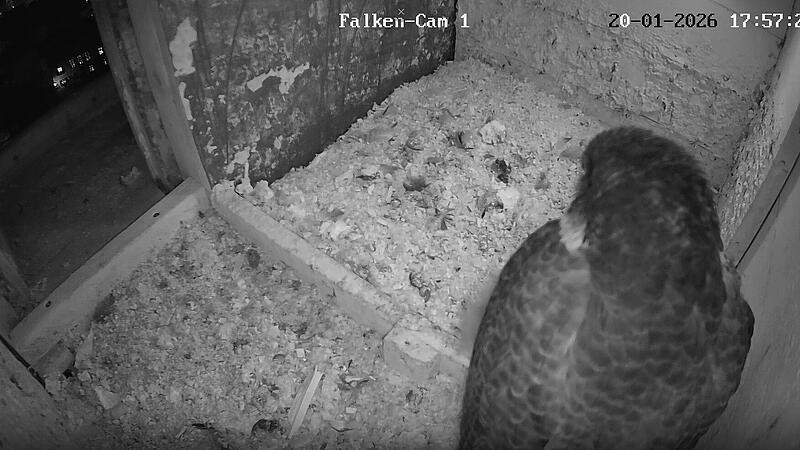 Webcam: Falken auf Coburger Morizkirche sind wieder im Nest
