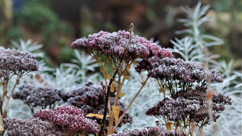Die Fette Henne setzt im Winter hübsche Akzente im Garten.