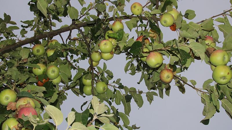Äpfel sind in diesem Jahr in der Region am Obermain eher Mangelware. Der trockene Sommer begünstigte diese Früchte nicht. Anders sieht es bei Zwetschgen, Birnen, Quitten und Nüssen aus, die reichlich an den Bäumen hingen.