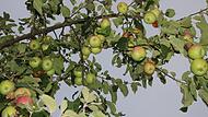 Äpfel sind in diesem Jahr in der Region am Obermain eher Mangelware. Der trockene Sommer begünstigte diese Früchte nicht. Anders sieht es bei Zwetschgen, Birnen, Quitten und Nüssen aus, die reichlich an den Bäumen hingen.