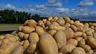 Frisch geerntete Kartoffeln auf einem Anhänger. Die EU will in Europa ein nachhaltiges und gesundes Ernährungssystem erreichen. Hauptziel ist die Gewährleistung der Ernährungs- und Lebensmittelsicherheit.