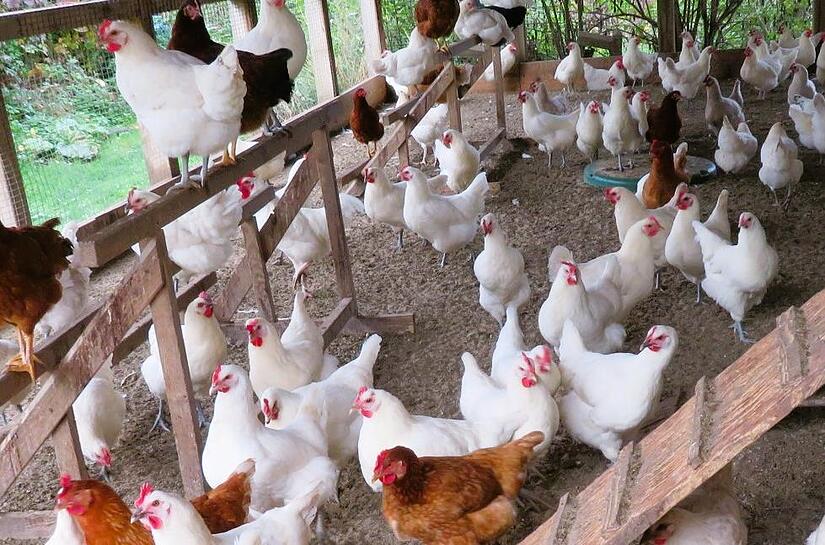 Es hat sich ausgegackert: Die Stadt will mehrheitlich keinen Hähnchenaufzuchtstall auf der Höhe nahe Uetzing. Es hat sich ausgegackert: Die Stadt will mehrheitlich keinen Hähnchenaufzuchtstall auf der Höhe nahe Uetzing.